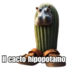 Il cacto hipopotamo
