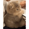 Gatos enojados 😡😡 5