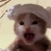 Gatitos 🤭 8
