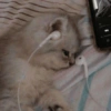 😻Gatos gaticos michis lindos 15
