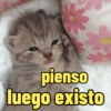 😻Gatos gaticos michis lindos 13