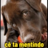 Memes gatos e cachorros 13