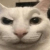 🐱 Meow 🐱 Michis 🐱 Gatos 🐱 13
