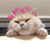 Michis Muy cutes 🩷🐱 5
