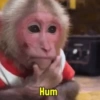 Macaco / monkey 5