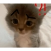 Kucing imut 2 5