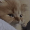 Sad cat 2 7