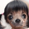 Pinscher e Chihuahua MEMES 12