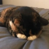 Sad cat 9