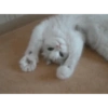 Kitty cat 11