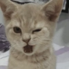 REAÇÕES GATINHOS 🐈🐈‍⬛ 9