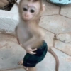Macaco macaquitos 9