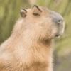 CAPYBARA ♥️🌻 20