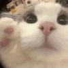 🐈🐱 Gatos Reacciones 🐈🐱 1 15