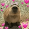 CAPYBARA ♥️🌻 30