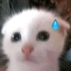 Kucing Gemoy 9