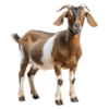 Animais  12