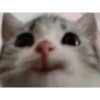 Kitty cat 6