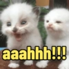 😻Gatos gaticos michis lindos 19