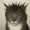 🧿Gatitos Gatos Miau🐱🐈 11