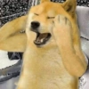 Doggo 7