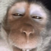 MACACOS ENGRAÇADOS 🐵🤣 8