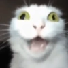 Reações de animais 11