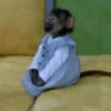 Monos muy monitos 🐒🐵🐒 7