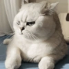 Gatos Random 2😼🪷 7