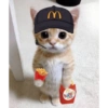 Kitty cat 10