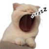 Gatos Icon😻💞⭐ 11