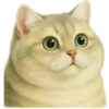 ✨️ Modo Gato 🐈🐱🐈‍⬛ 21
