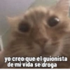Kittens for u🐈💖✨ CLÁSICOS 19