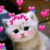 Gatitos amor 💘  6