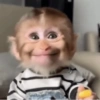 Monos muy monitos 🐒🐵🐒 3