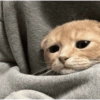 Sad cat 2 10