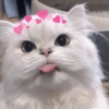 Gatitos amor 💘  9