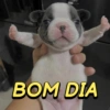 BOM DIA