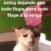 Gatos Raros😼🎩 23