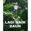 LAGI NAIK DAUN