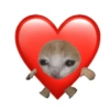 Amor 11