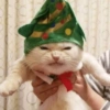 Natal dos bichinhos 🎄🎅🏻🐶🐱 13