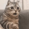 Gatitos 🤭 6