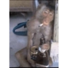 Monkeyyyy 8