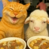 🧿Gatitos Gatos Miau🐱🐈 6