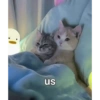 Catscatacats9 25