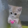 Gatitos amor 7