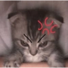 Kitty cat 5