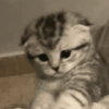 Gatos enojados 😡😡 10