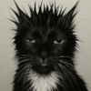 🧿Gatitos Gatos Miau🐱🐈 12